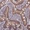 Cytochrome P450 Family 2 Subfamily R Member 1 antibody, NBP2-13895, Novus Biologicals, Immunohistochemistry frozen image 