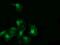 RAB30, Member RAS Oncogene Family antibody, MA5-26106, Invitrogen Antibodies, Immunocytochemistry image 