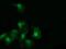 RAB30, Member RAS Oncogene Family antibody, MA5-26106, Invitrogen Antibodies, Immunocytochemistry image 