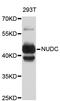 Nuclear Distribution C, Dynein Complex Regulator antibody, abx126988, Abbexa, Western Blot image 