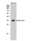 Homeobox A11 antibody, LS-C383991, Lifespan Biosciences, Western Blot image 