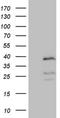 Phosphatidylserine Decarboxylase antibody, NBP2-46421, Novus Biologicals, Western Blot image 