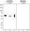 Tau, 425-441 antibody, 851102, BioLegend, Western Blot image 