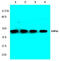 TNF Receptor Superfamily Member 11b antibody, AP06631PU-N, Origene, Western Blot image 