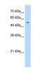 DNA Primase Subunit 1 antibody, orb330461, Biorbyt, Western Blot image 