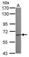 RAS Guanyl Releasing Protein 2 antibody, PA5-28870, Invitrogen Antibodies, Western Blot image 