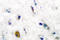 Gamma-Aminobutyric Acid Type B Receptor Subunit 1 antibody, LS-C176029, Lifespan Biosciences, Immunohistochemistry frozen image 