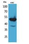 Protein C, Inactivator Of Coagulation Factors Va And VIIIa antibody, STJ96586, St John