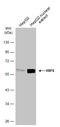 One Cut Homeobox 1 antibody, GTX134403, GeneTex, Western Blot image 