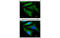 Interleukin 1 Receptor Antagonist antibody, MBS835170, MyBioSource, Immunofluorescence image 