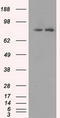 SCY1 Like Pseudokinase 3 antibody, LS-C114586, Lifespan Biosciences, Western Blot image 