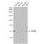 Sestrin 3 antibody, NBP1-31702, Novus Biologicals, Western Blot image 