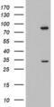 MYCBP Associated And Testis Expressed 1 antibody, MA5-26540, Invitrogen Antibodies, Western Blot image 