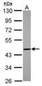 Phosphatidylinositol Glycan Anchor Biosynthesis Class O antibody, GTX118512, GeneTex, Western Blot image 