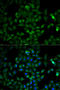 Triosephosphate Isomerase 1 antibody, STJ25938, St John