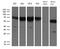 Flavin Containing Dimethylaniline Monoxygenase 3 antibody, LS-C795444, Lifespan Biosciences, Western Blot image 