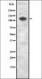 Unc-13 Homolog D antibody, orb337074, Biorbyt, Western Blot image 
