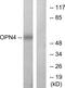 OPN4 antibody, GTX87627, GeneTex, Western Blot image 