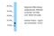 Crumbs protein homolog 3 antibody, A03995, Boster Biological Technology, Western Blot image 