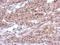 CUGBP Elav-Like Family Member 2 antibody, NBP2-16035, Novus Biologicals, Immunohistochemistry frozen image 