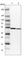 Protein Disulfide Isomerase Family A Member 6 antibody, HPA034653, Atlas Antibodies, Western Blot image 