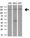 Insulin Receptor Substrate 1 antibody, LS-C794415, Lifespan Biosciences, Western Blot image 