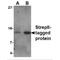 Strep Tag II antibody, TA100025, Origene, Western Blot image 