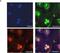 ATPase Plasma Membrane Ca2+ Transporting 4 antibody, H00000493-M07, Novus Biologicals, Immunocytochemistry image 