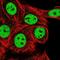 REST Corepressor 1 antibody, NBP2-58094, Novus Biologicals, Immunocytochemistry image 
