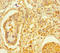 Transcription Factor 4 antibody, LS-C679751, Lifespan Biosciences, Immunohistochemistry paraffin image 