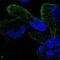 Zinc Finger Protein 302 antibody, NBP2-56936, Novus Biologicals, Immunofluorescence image 