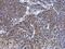 ATP Synthase Peripheral Stalk Subunit F6 antibody, NBP2-15514, Novus Biologicals, Immunohistochemistry frozen image 