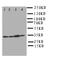 Podoplanin antibody, LS-C312827, Lifespan Biosciences, Western Blot image 