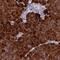 Regenerating Family Member 1 Alpha antibody, HPA045579, Atlas Antibodies, Immunohistochemistry frozen image 