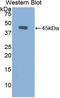 Gelsolin antibody, LS-C294185, Lifespan Biosciences, Western Blot image 