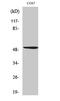 POU Class 2 Homeobox 2 antibody, STJ94596, St John