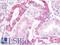 Tight Junction Protein 1 antibody, LS-B9774, Lifespan Biosciences, Immunohistochemistry frozen image 