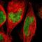 Zinc Finger Protein 134 antibody, HPA009064, Atlas Antibodies, Immunofluorescence image 