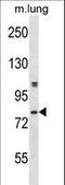 Dual Specificity Tyrosine Phosphorylation Regulated Kinase 4 antibody, LS-C164368, Lifespan Biosciences, Western Blot image 