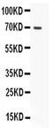 Mucin 5AC, Oligomeric Mucus/Gel-Forming antibody, PA5-79705, Invitrogen Antibodies, Western Blot image 