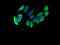 DET1 And DDB1 Associated 1 antibody, LS-C501886, Lifespan Biosciences, Immunofluorescence image 