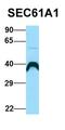 Cyclin E1 antibody, orb382448, Biorbyt, Western Blot image 