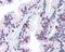 Citrate Synthase antibody, 49-795, ProSci, Immunohistochemistry paraffin image 