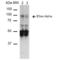 Amiloride-sensitive sodium channel subunit alpha antibody, LS-C774302, Lifespan Biosciences, Western Blot image 