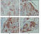 Paternally Expressed 10 antibody, abx015965, Abbexa, Enzyme Linked Immunosorbent Assay image 