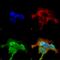 G Protein-Coupled Receptor Kinase 5 antibody, SMC-449D-A700, StressMarq, Immunocytochemistry image 