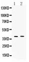 Melanocortin 3 Receptor antibody, A02841-2, Boster Biological Technology, Western Blot image 