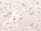 Glutamate Metabotropic Receptor 8 antibody, CSB-PA996488, Cusabio, Immunohistochemistry frozen image 