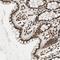 Interleukin Enhancer Binding Factor 2 antibody, NBP1-82586, Novus Biologicals, Immunohistochemistry frozen image 