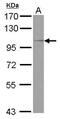 Oxysterol Binding Protein Like 5 antibody, PA5-31084, Invitrogen Antibodies, Western Blot image 